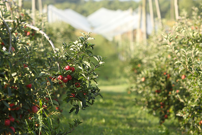 Domaine Darmandieu, verger à pommes