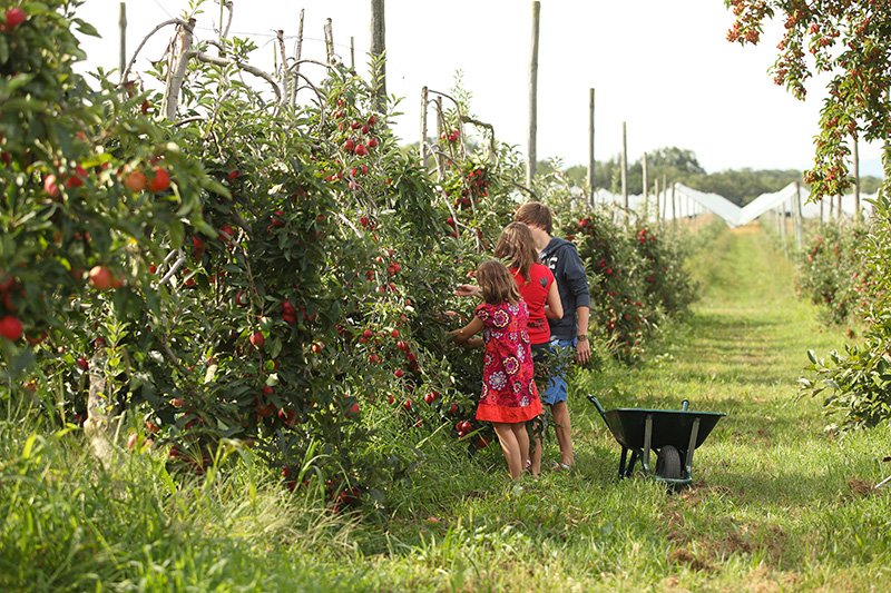 Domaine Darmandieu, Cueillette de pommes en verger