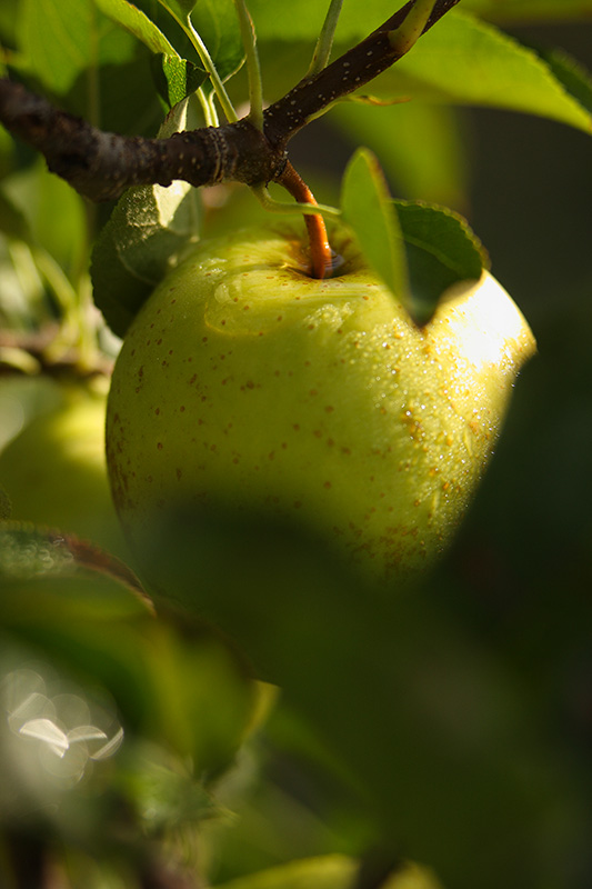 Domaine Darmandieu, pommes en vente et à cueillir