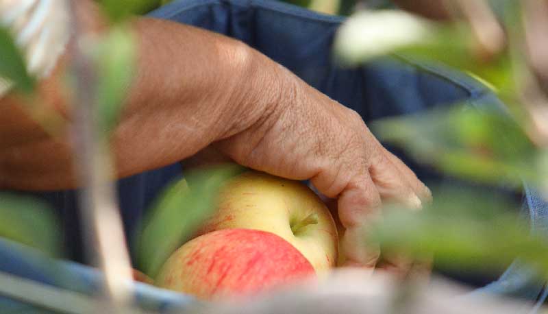 Dans les Landes, l'aventure au quotidien des cueilleurs de pommes