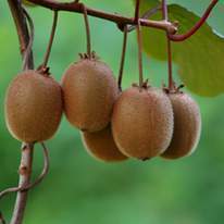 Domaine Darmandieu, kiwi vert en vente et à cueillir