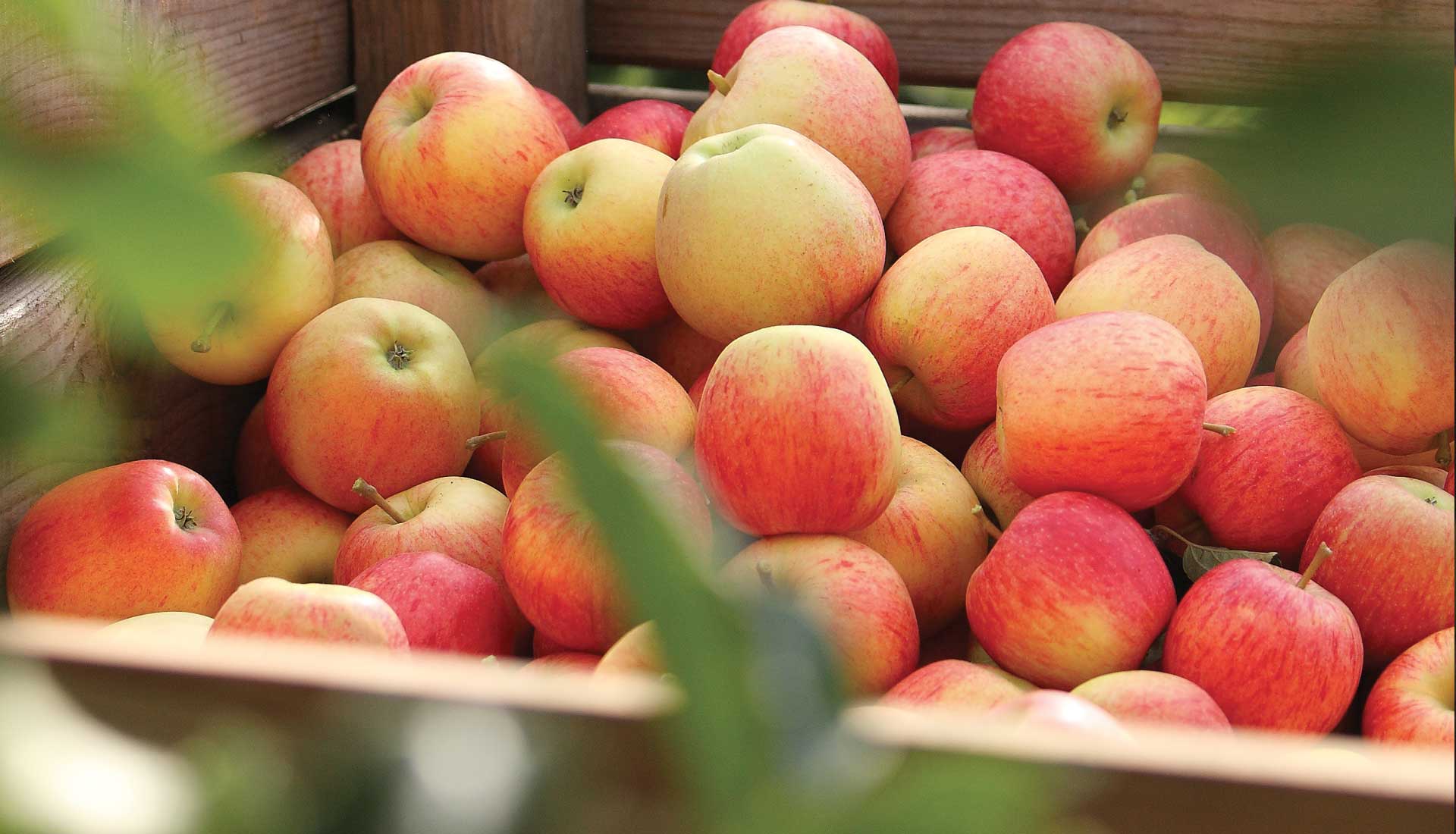 Domaine Darmandieu, pommes de verger à cueillir