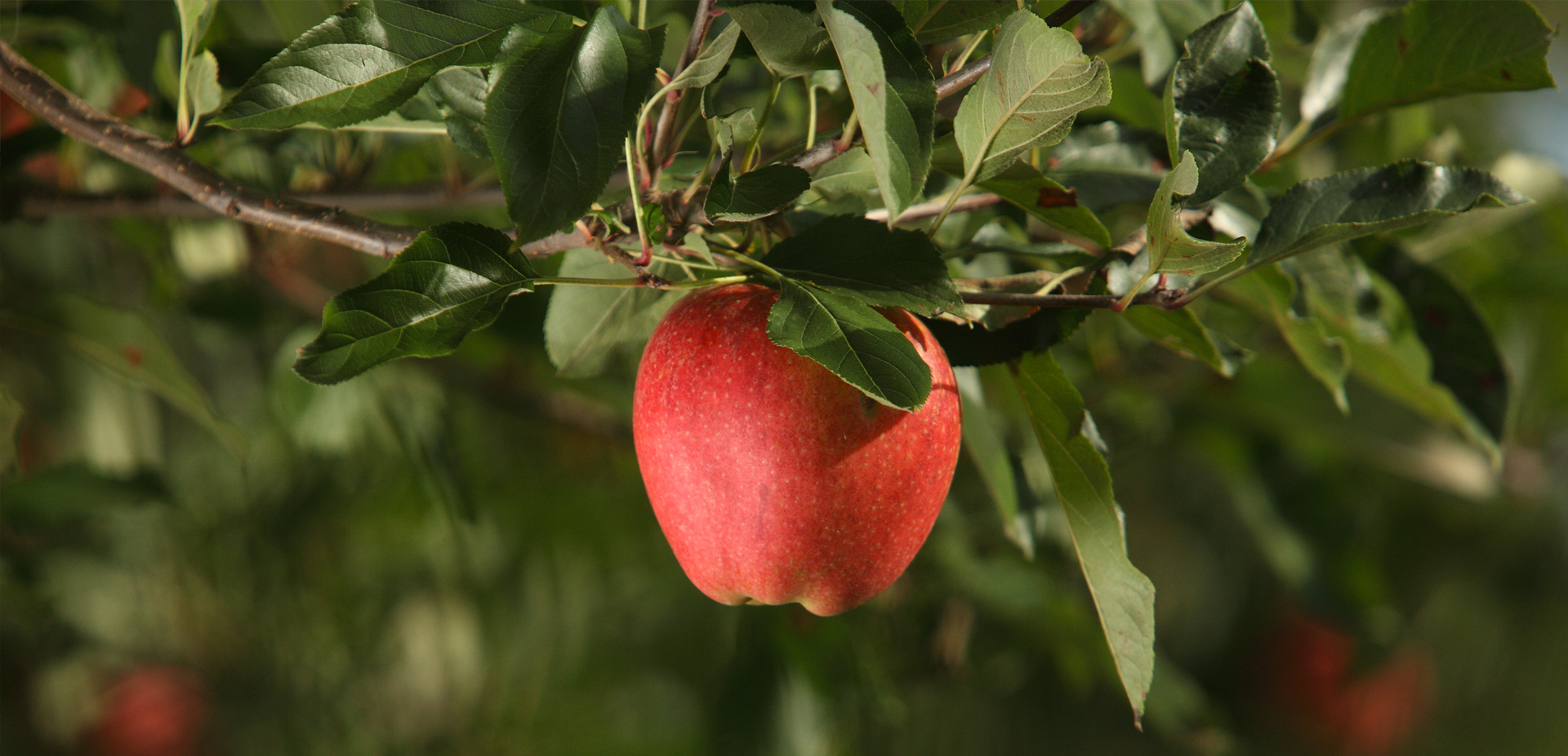 Domaine Darmandieu, pommes en vente et à cueillir