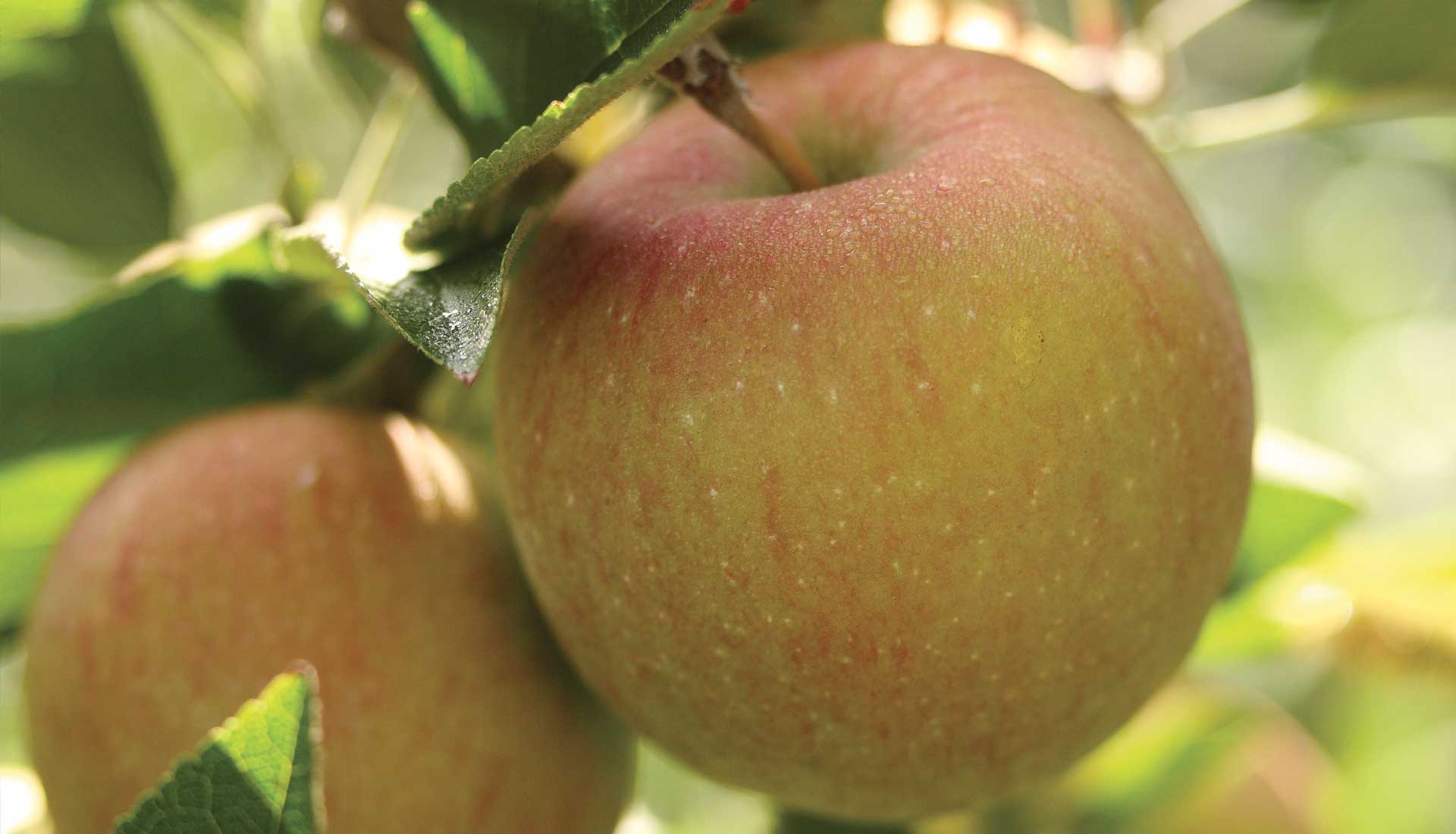 Domaine Darmandieu, pomme de verger en vente et à cueillir