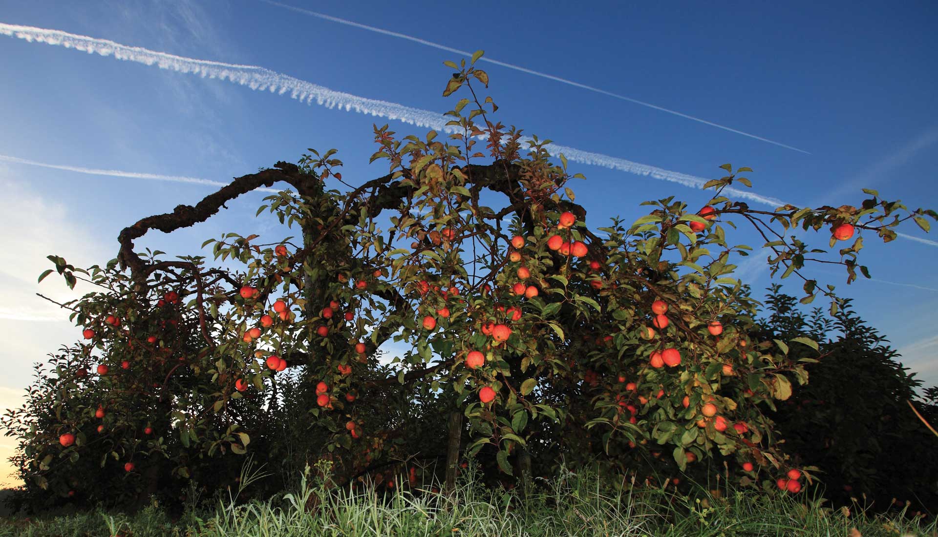 Domaine Darmandieu, pommes de verger à cueillir