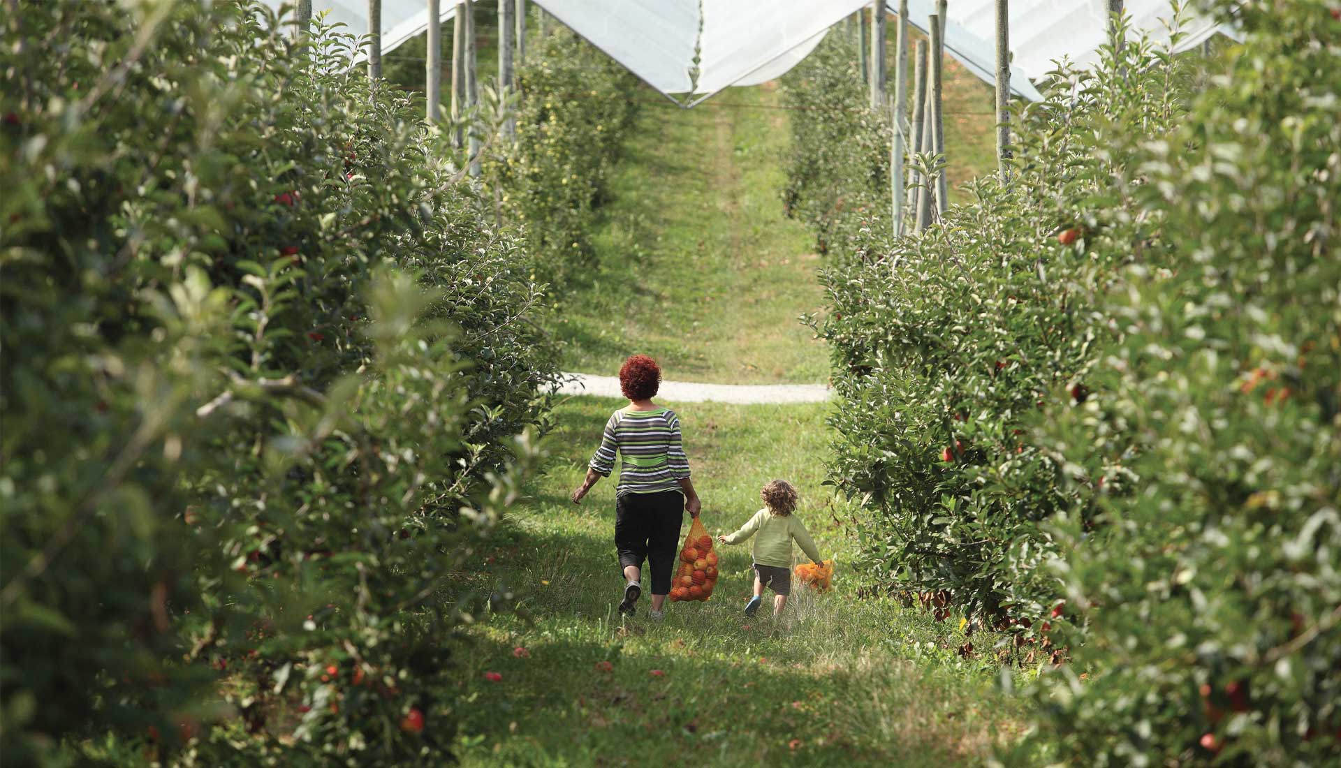 Domaine Darmandieu, Cueillette de pommes en verger