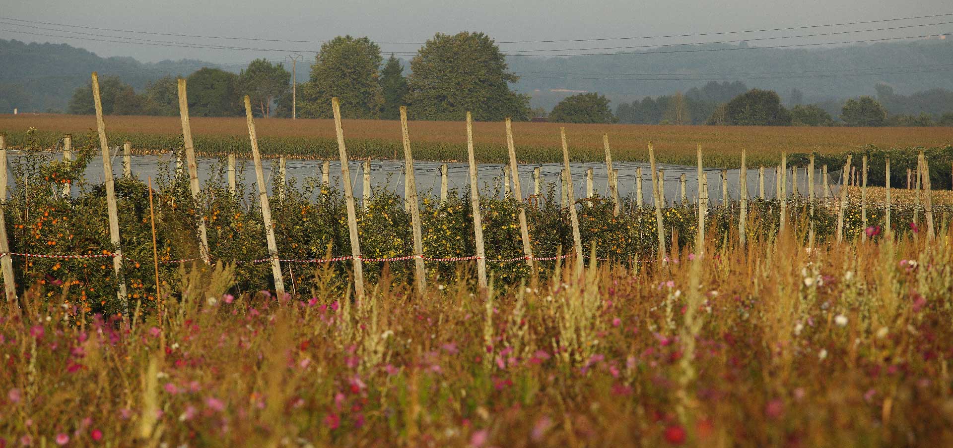 Domaine Darmandieu, pommes en verger