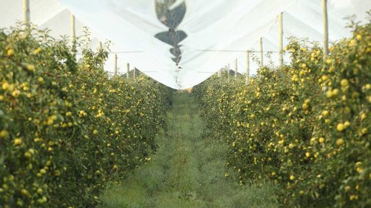 Domaine Darmandieu, pommes en verger