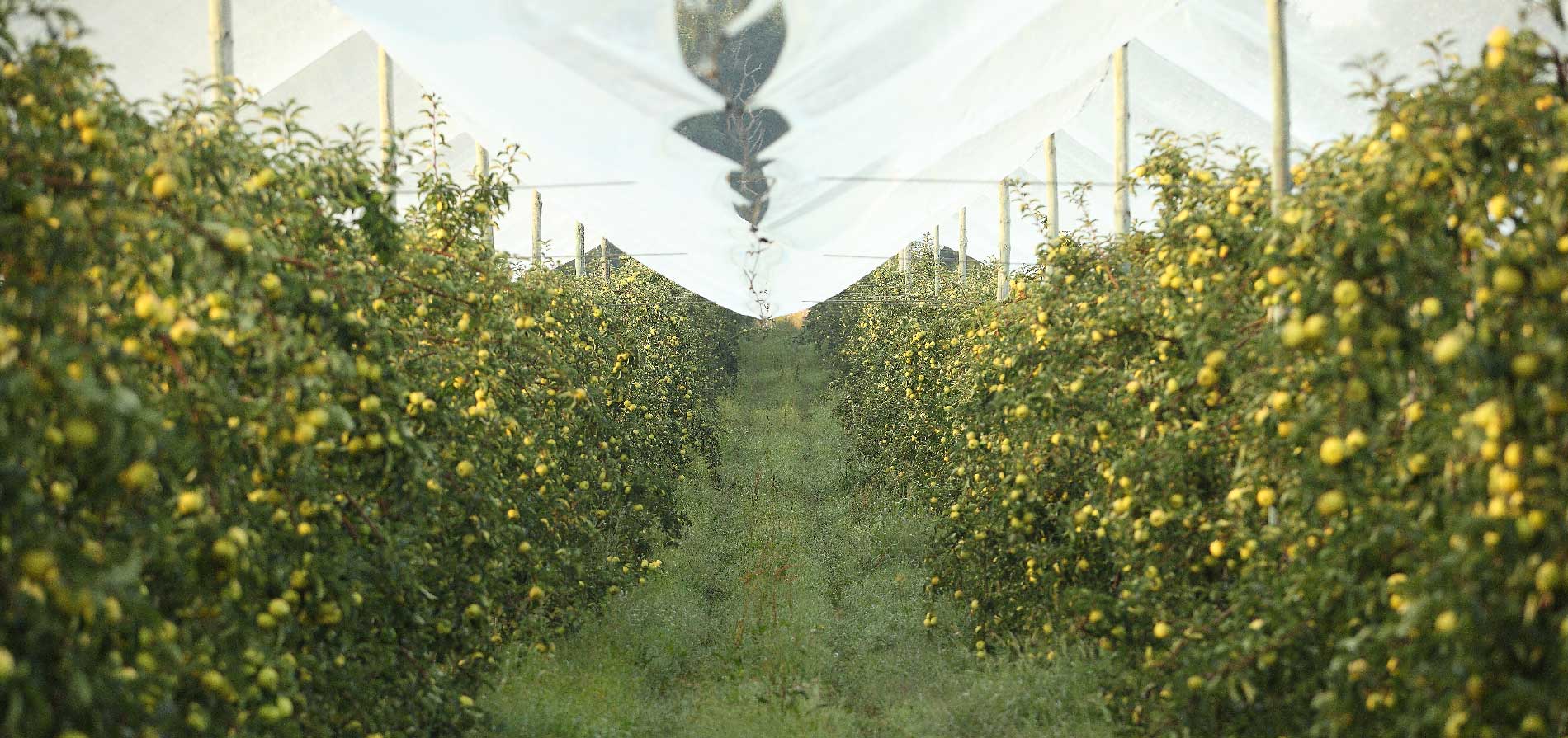 Dans les Landes, l'aventure au quotidien des cueilleurs de pommes